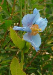 2013-08-18_Regina-F-Rau_Schachen_Blumen  (009).JPG